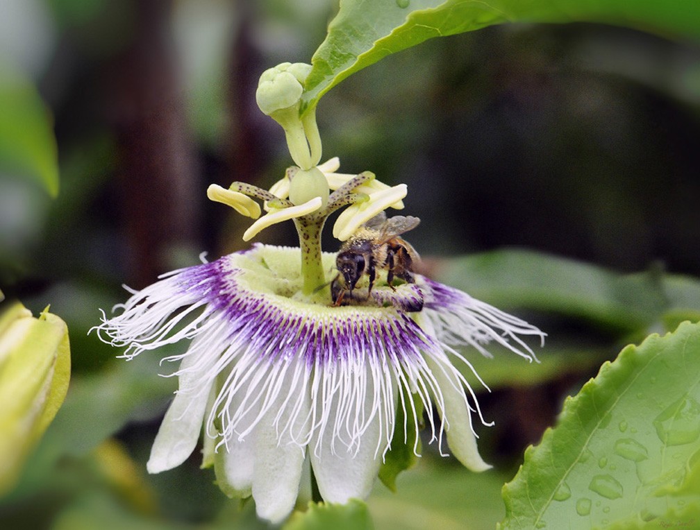 Bee and Passion Fruit Flower