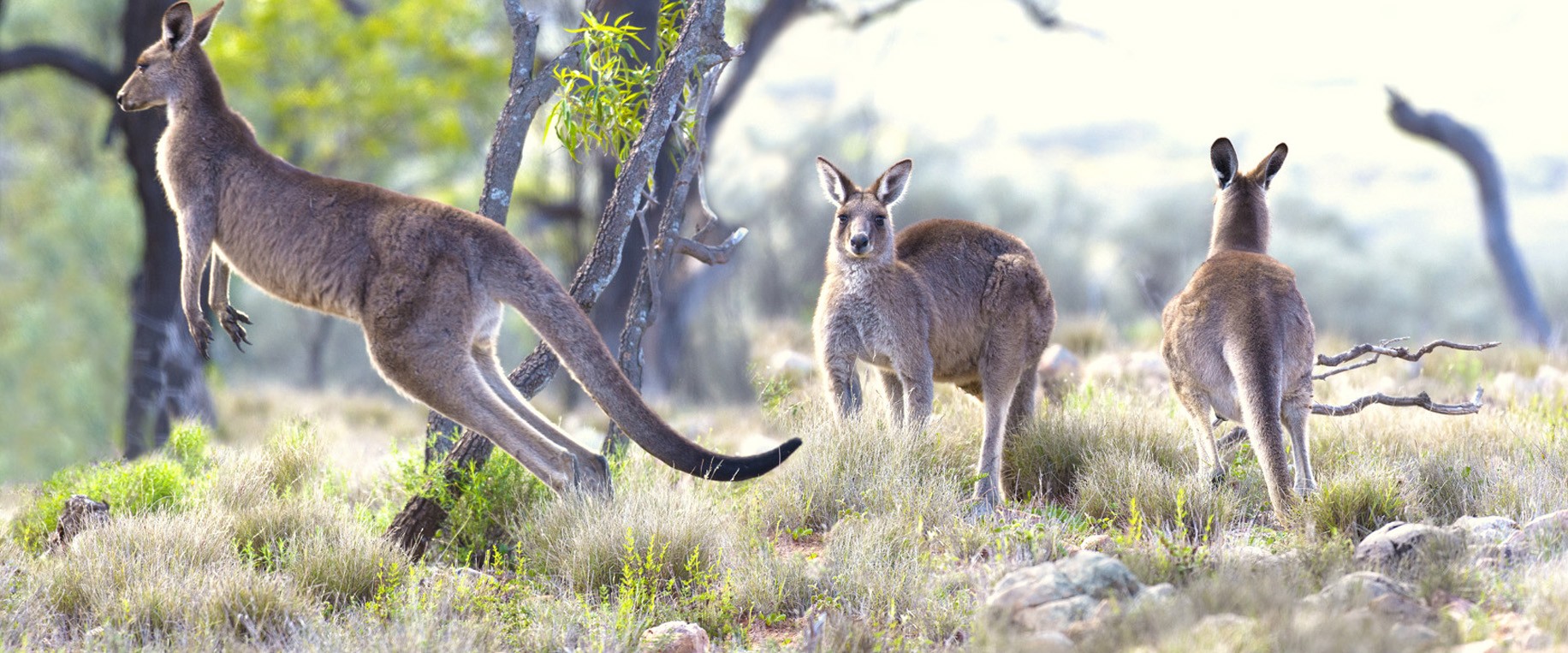 Blue Flyer Kangaroos