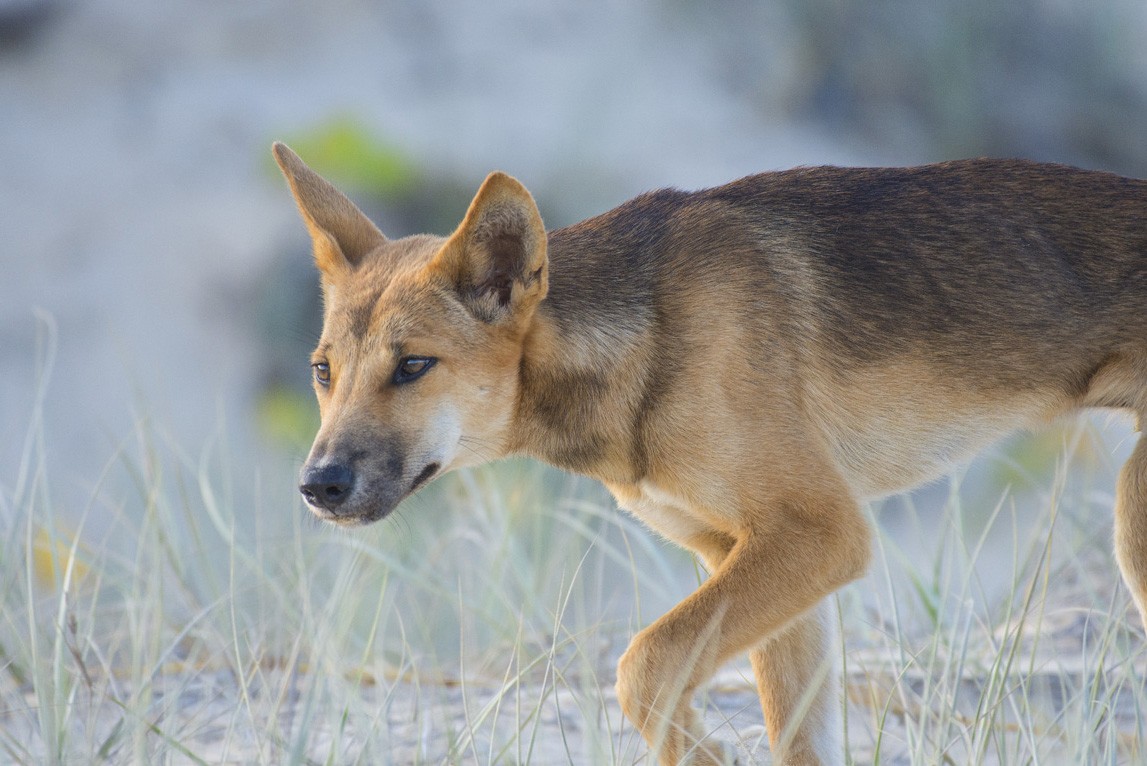 Dingo on Fraser Island