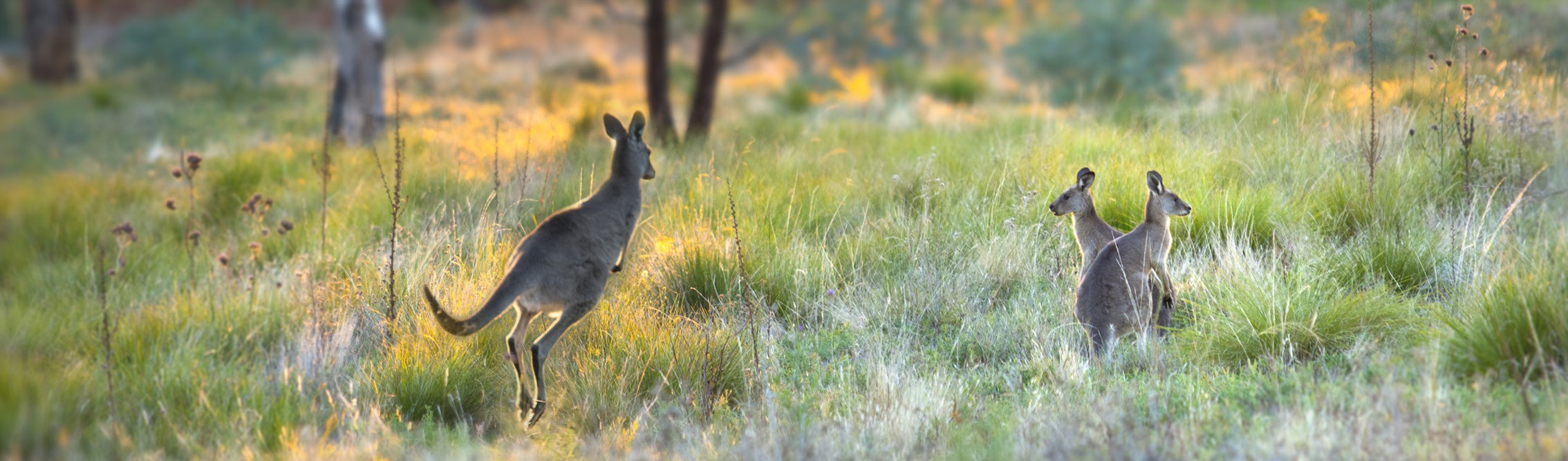 Eastern Greys in Late Afternoon