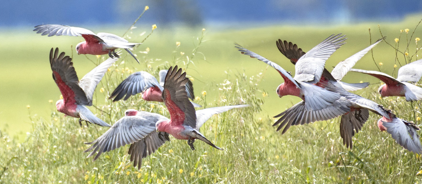 Galahs Take Flight