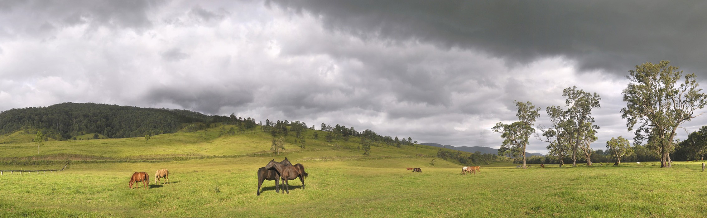 Horses and Approaching Storm