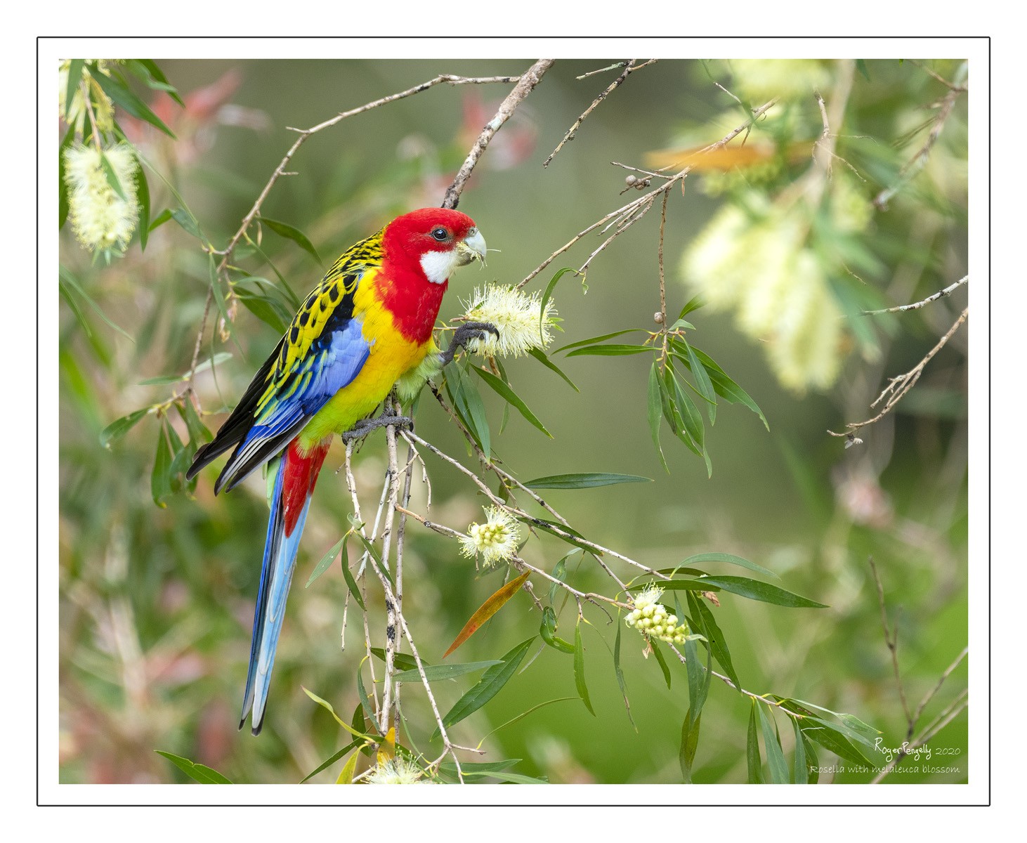 Rosella with Melaleuca Blossom