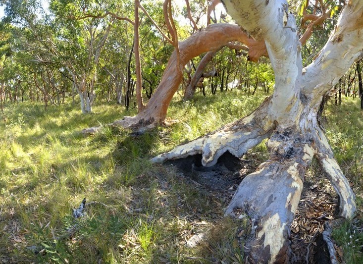 Eucalyptus and Angopheras