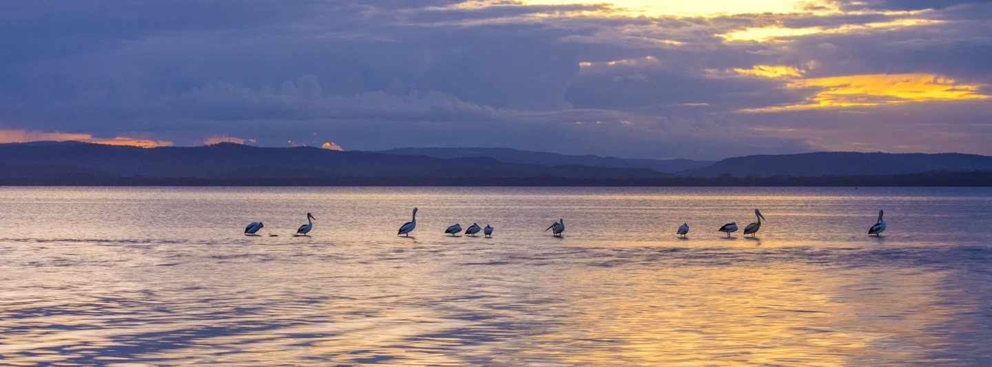 Last Light Pelicans Tuggerah Lake