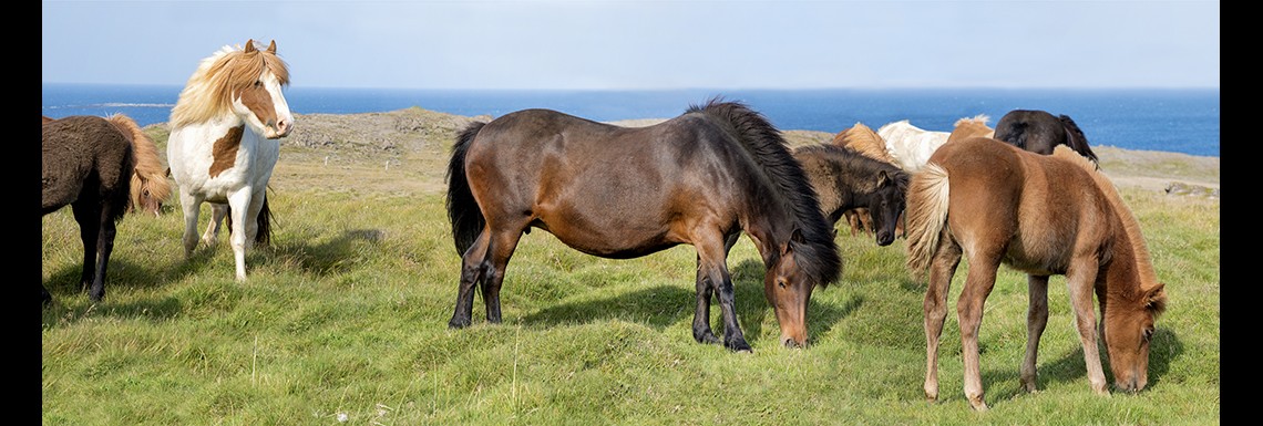 Icelandic Horses