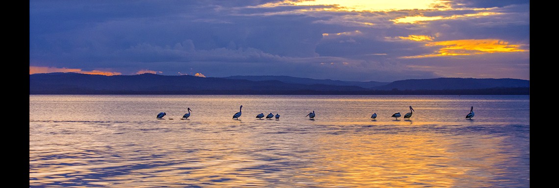 Last Light Pelicans