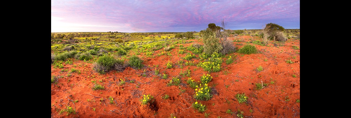 Sunrise red dunes