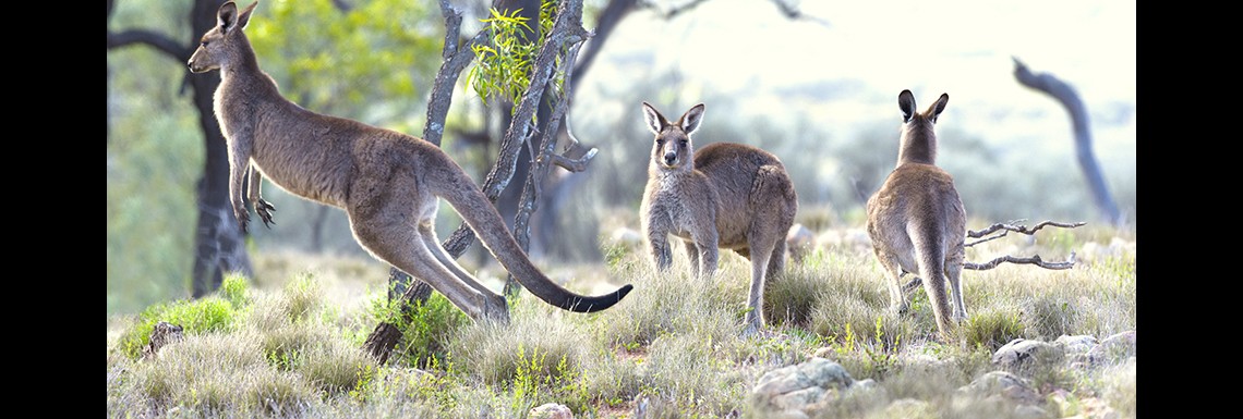 Western Grey Kangaroos