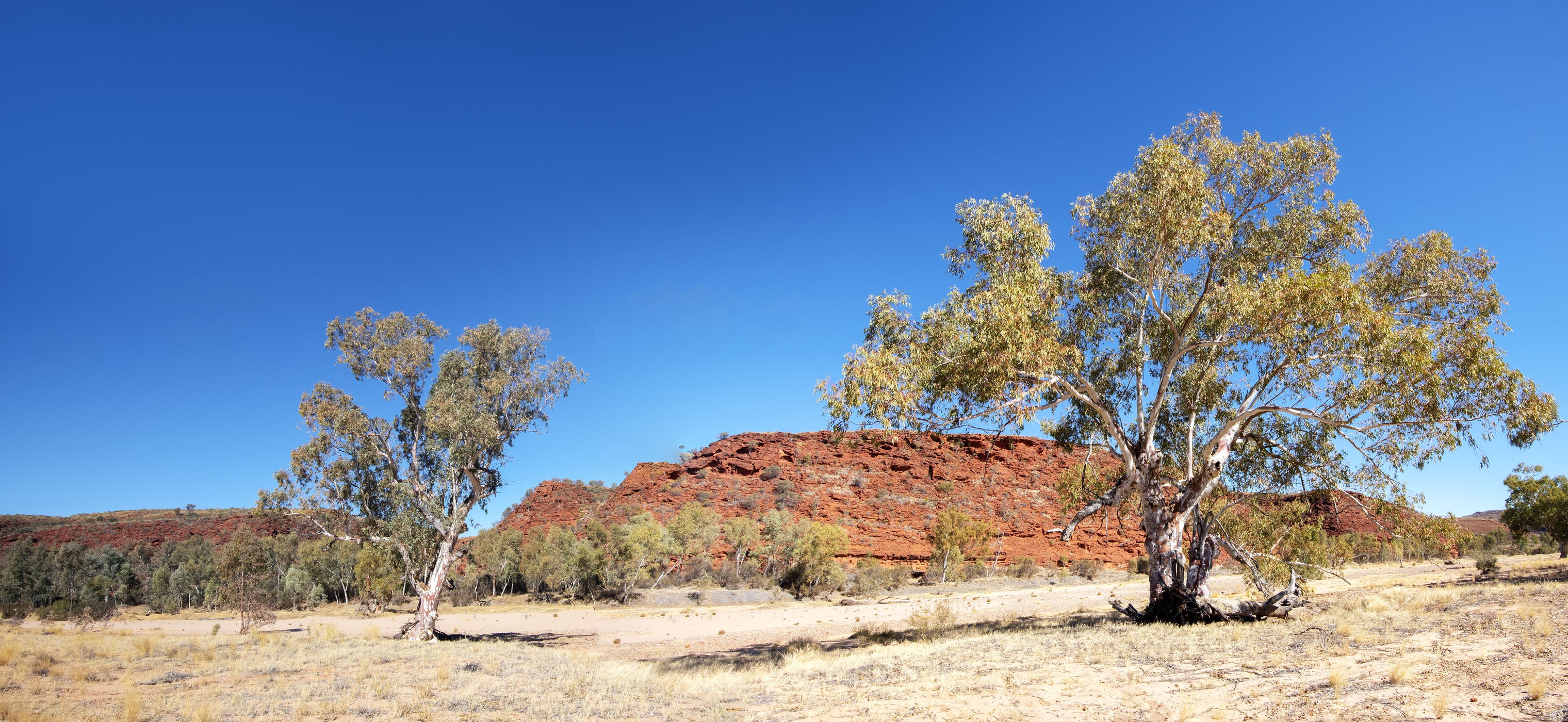 Finke River Gums