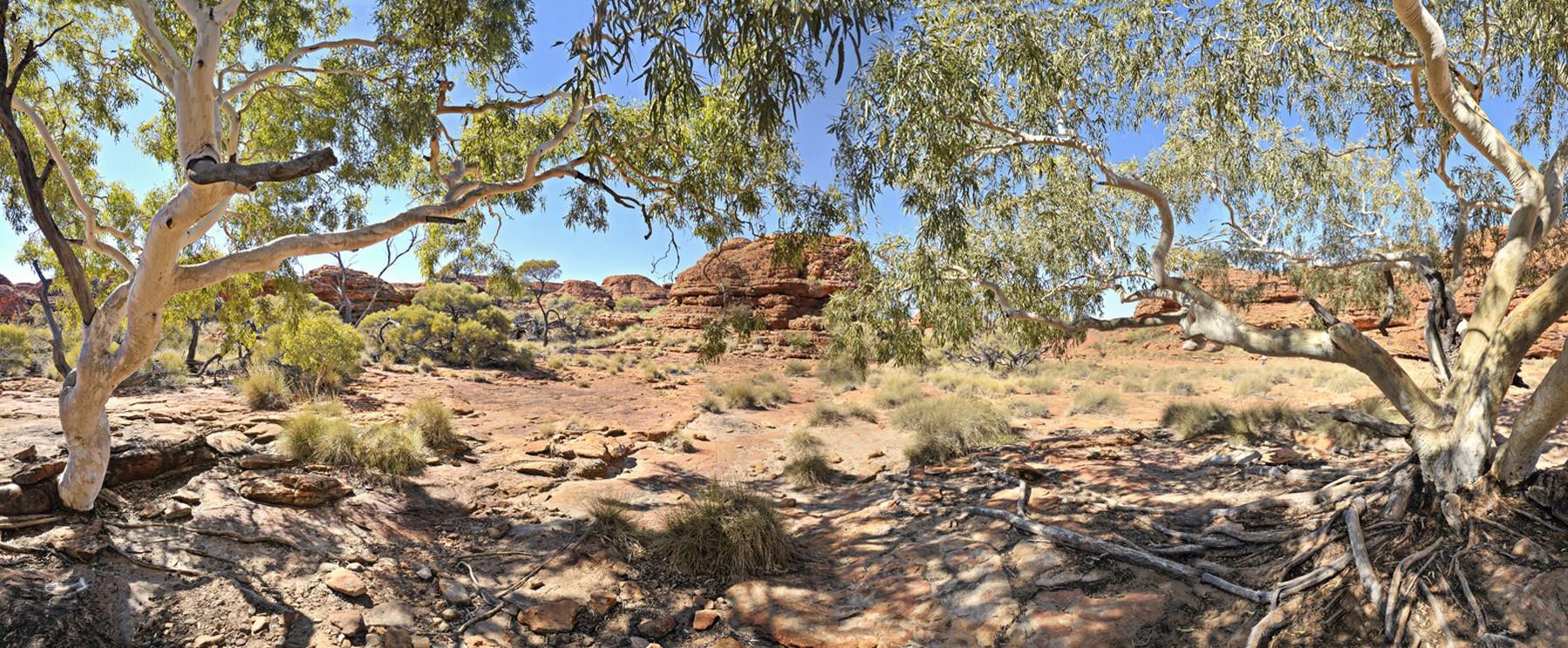 Ghost Gums Kings Canyon