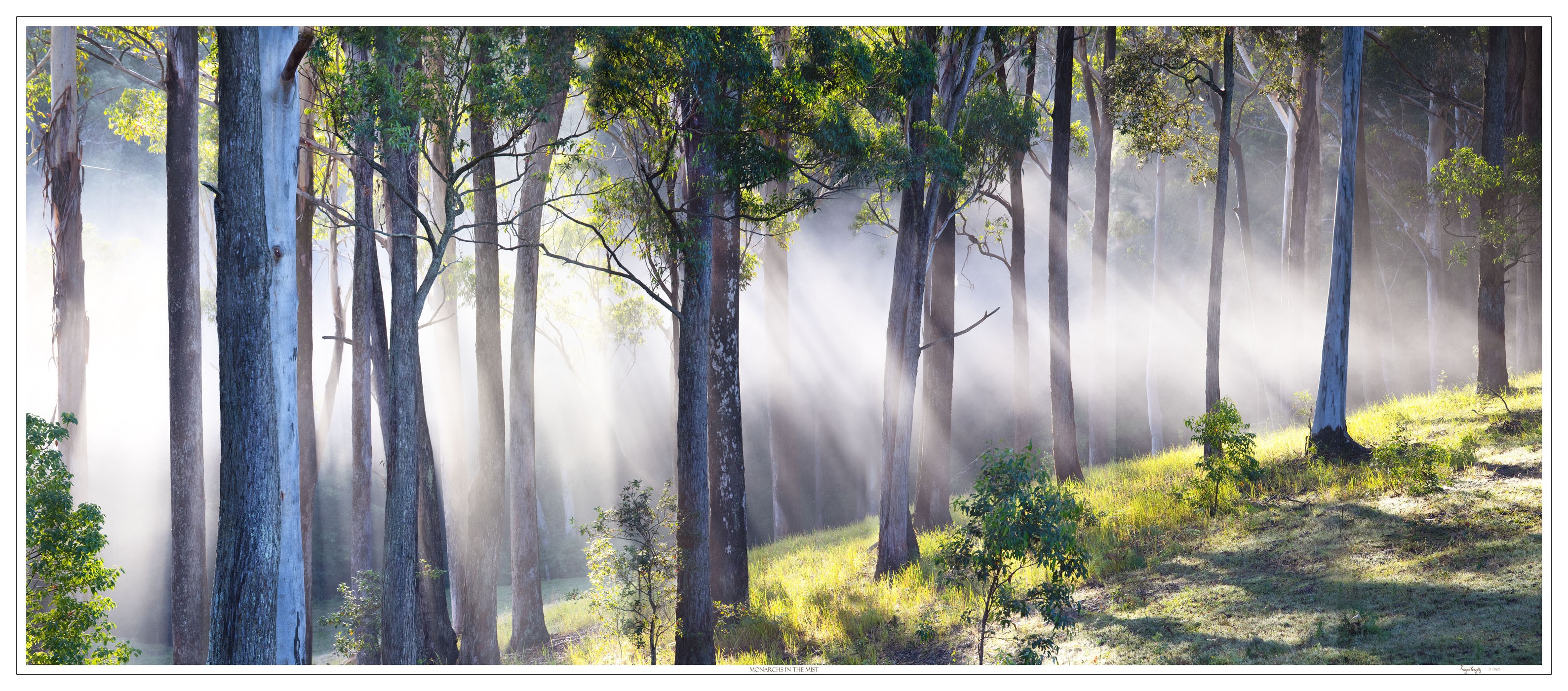 Monarchs in the Mist