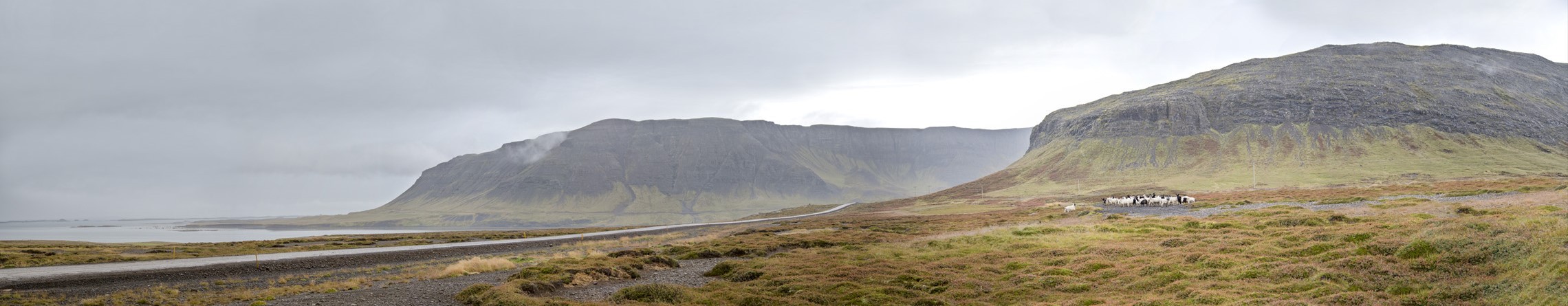 Goats in Fjordland