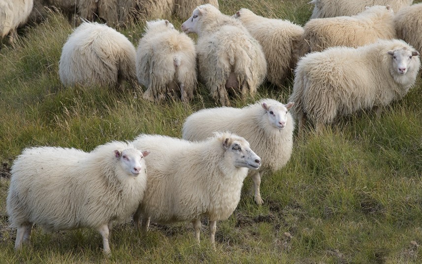 Icelandic Sheep Mob