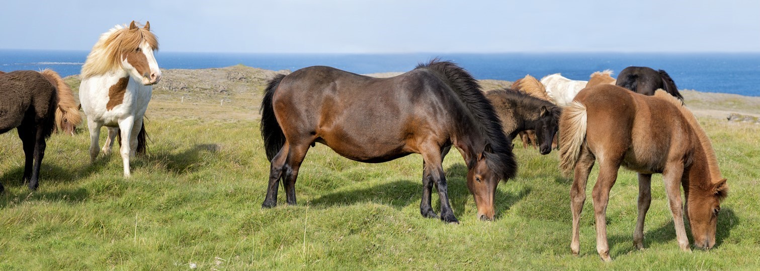 Icelandic Horses