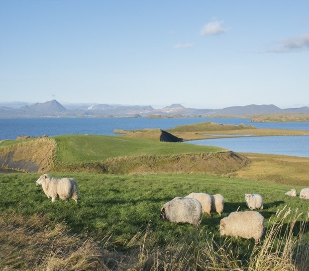 Icelandic Sheep