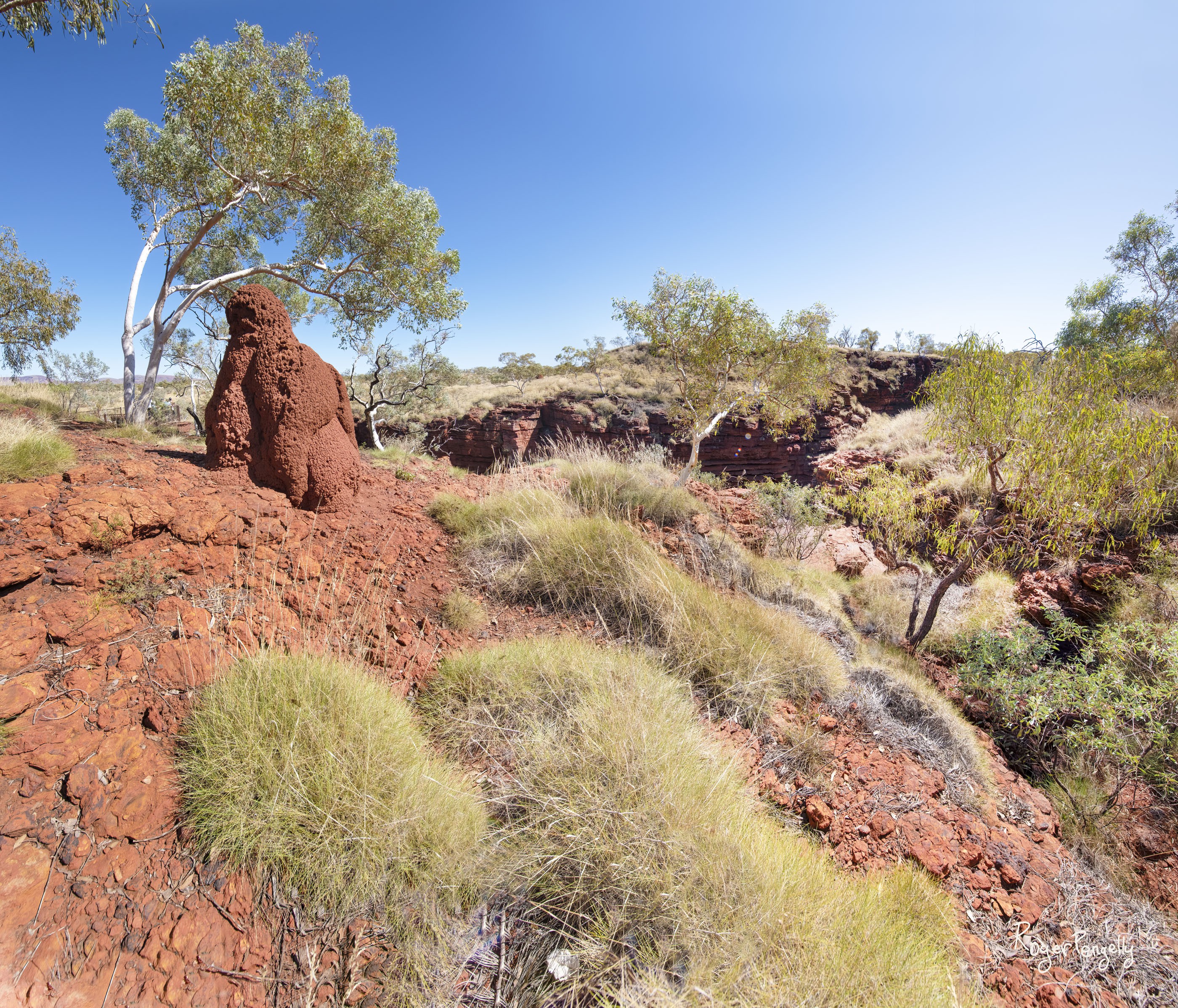  Spinifex and Ant Hill 