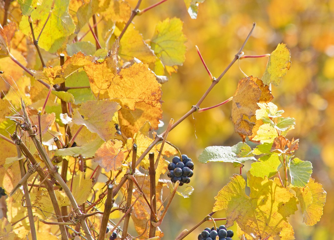 Autumn Grapes