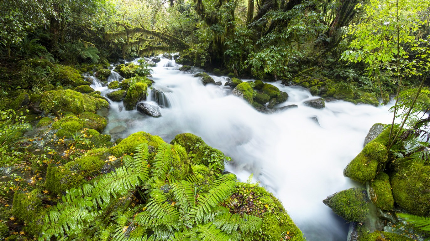 Ferny Stream