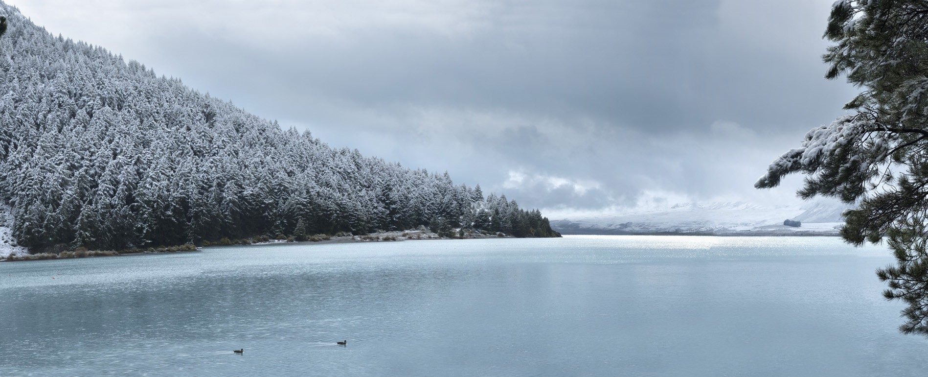 Lake Tekapo with Snow and Pines