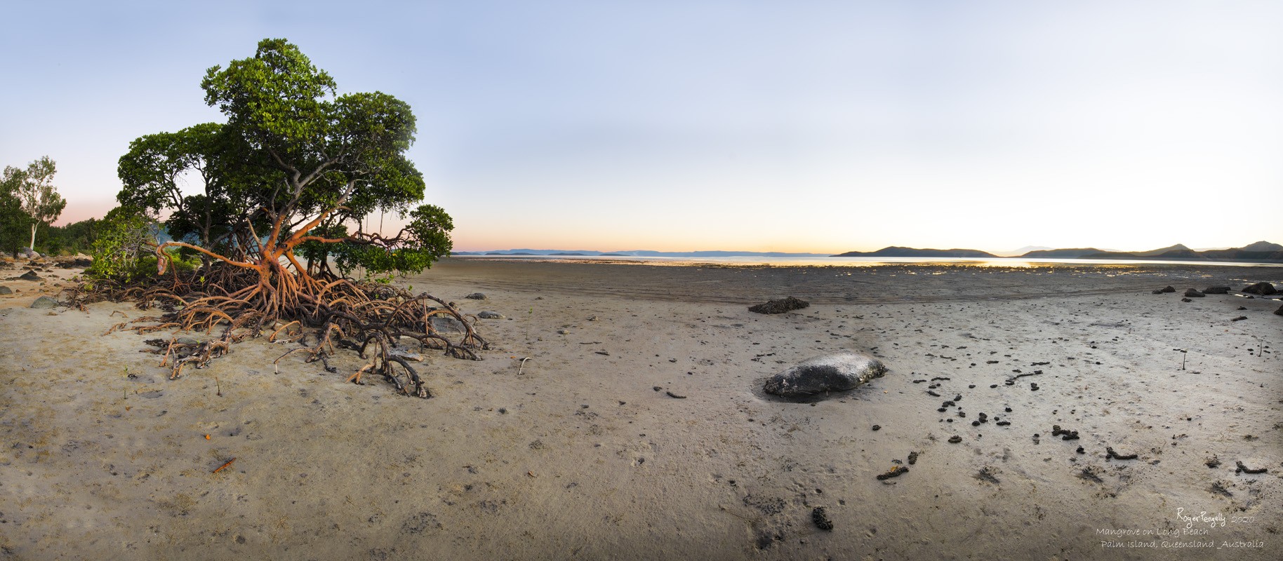 Mangrove on Long Beach 