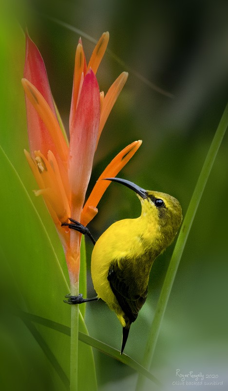 Olive Backed Sunbird 