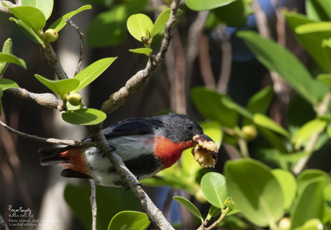 Mistletoe Bird Eats Fig 