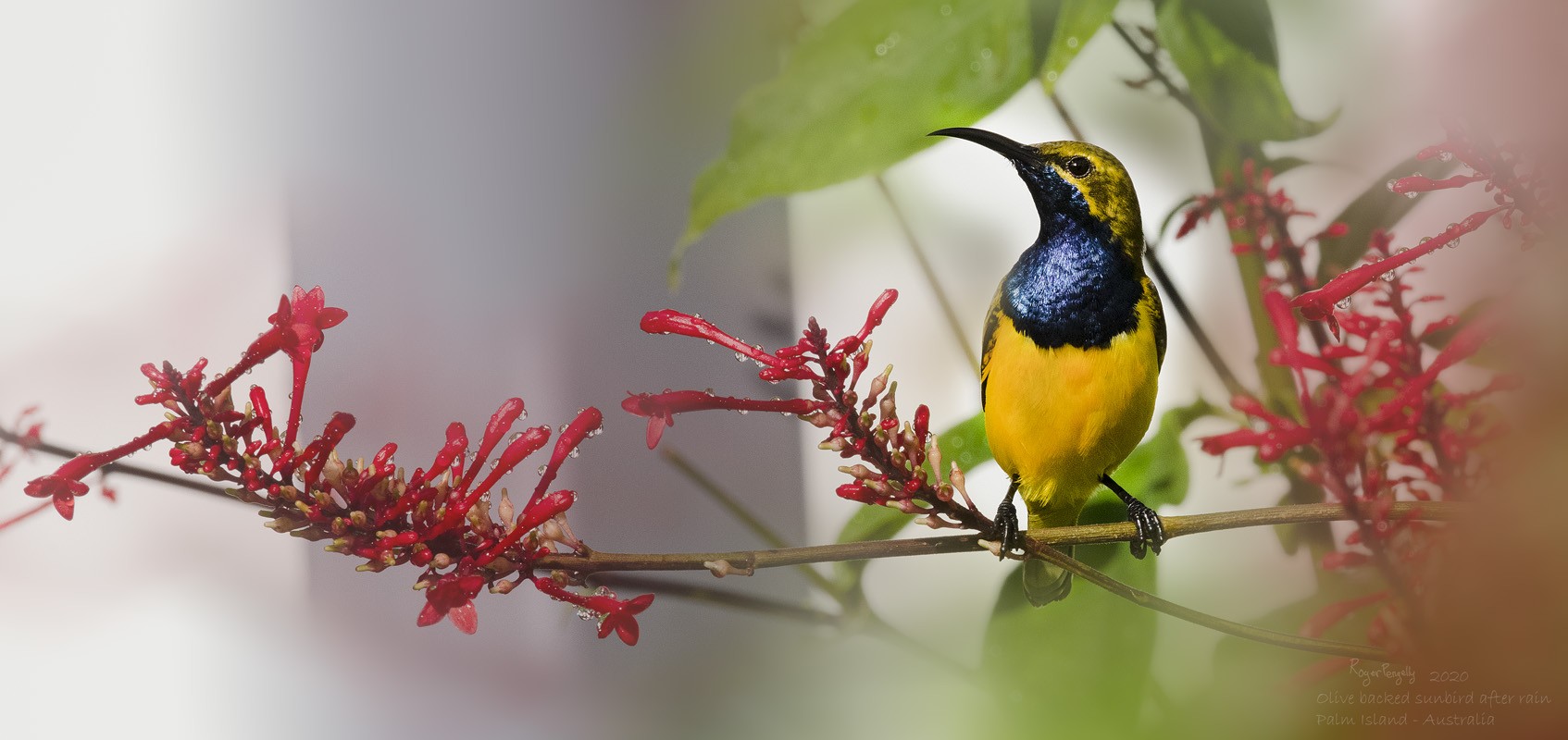 Olive Backed Sunbird After Rain 