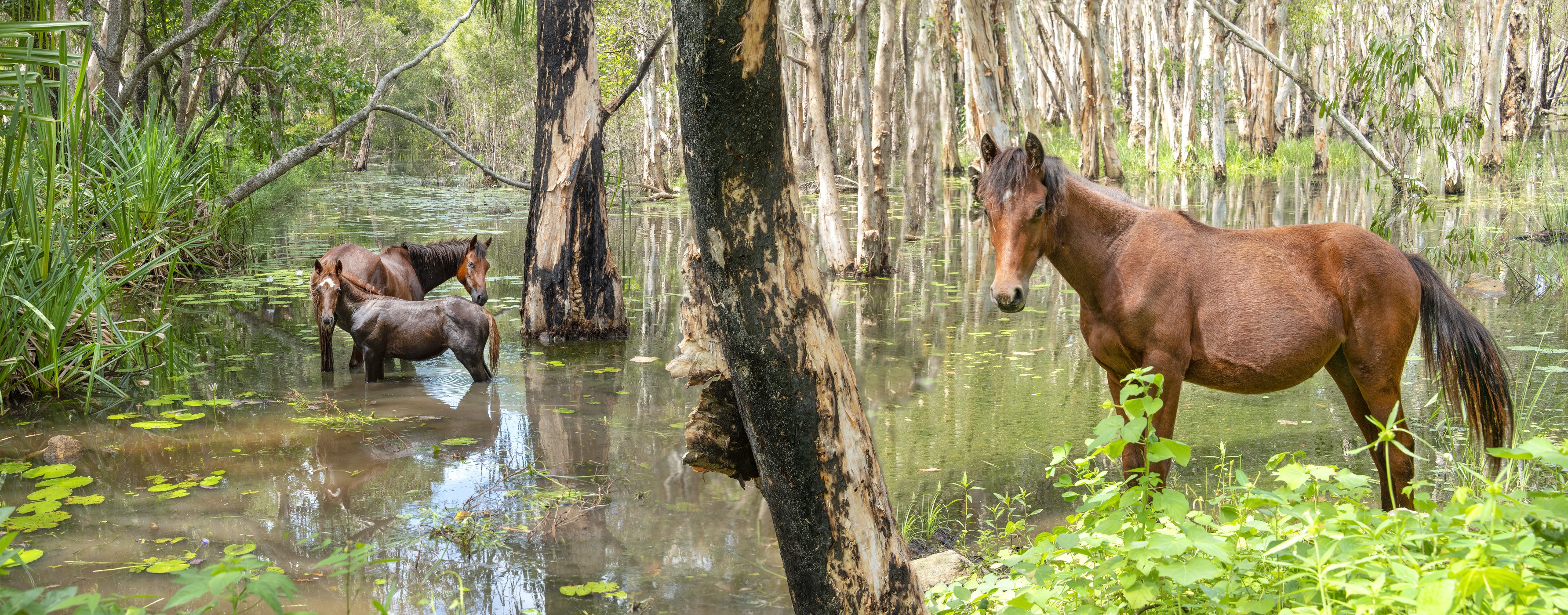 Malaleuca Wetlands and Equis at Palm Island