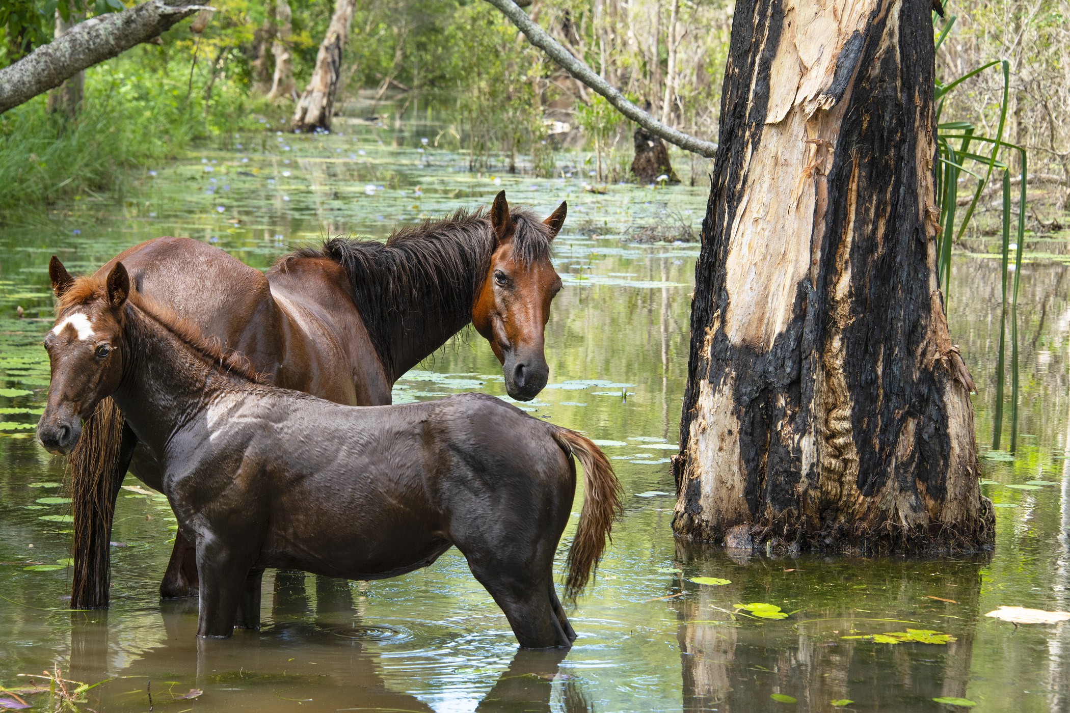 Mare and Foal Palm Island