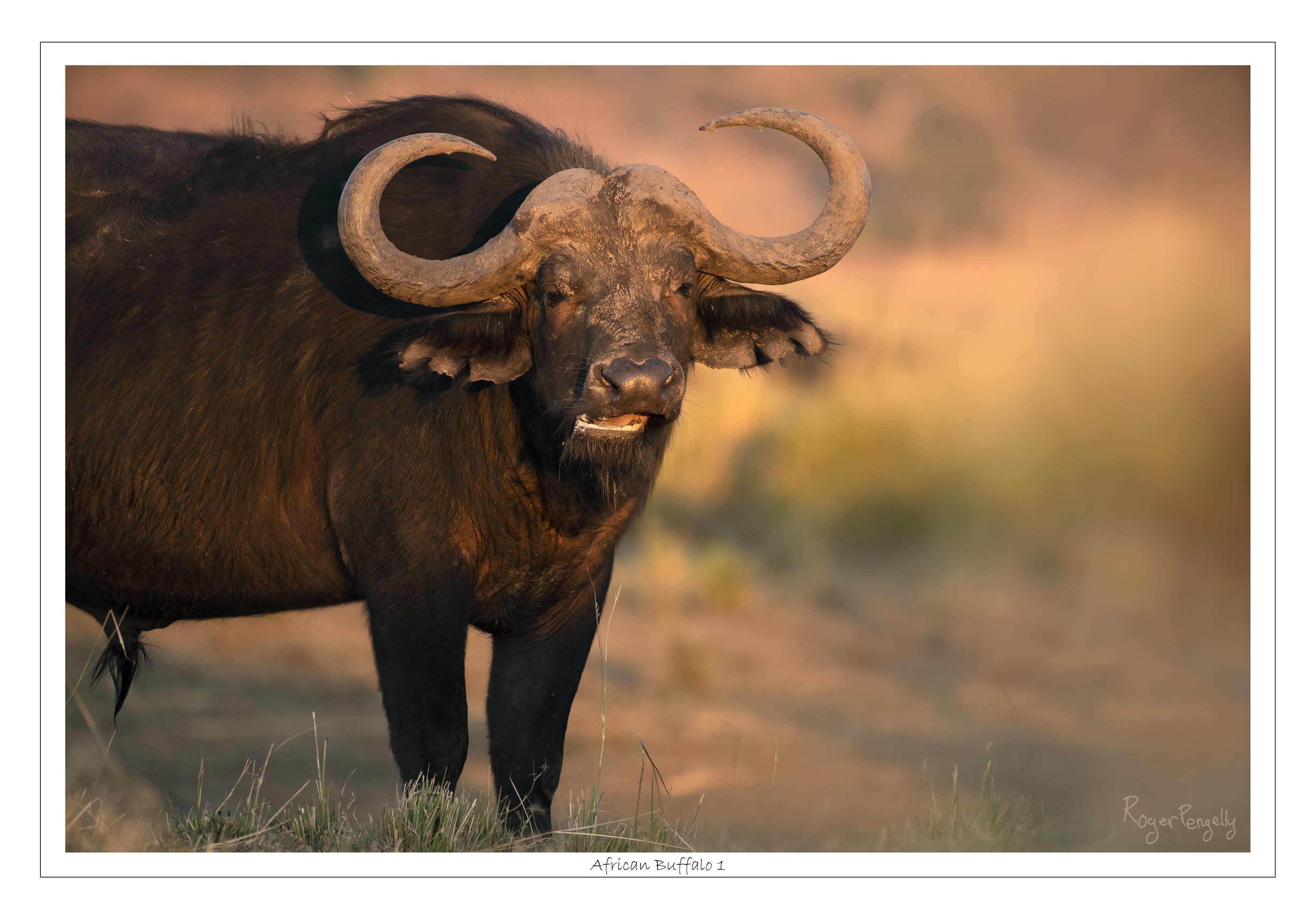 African Buffalo 1