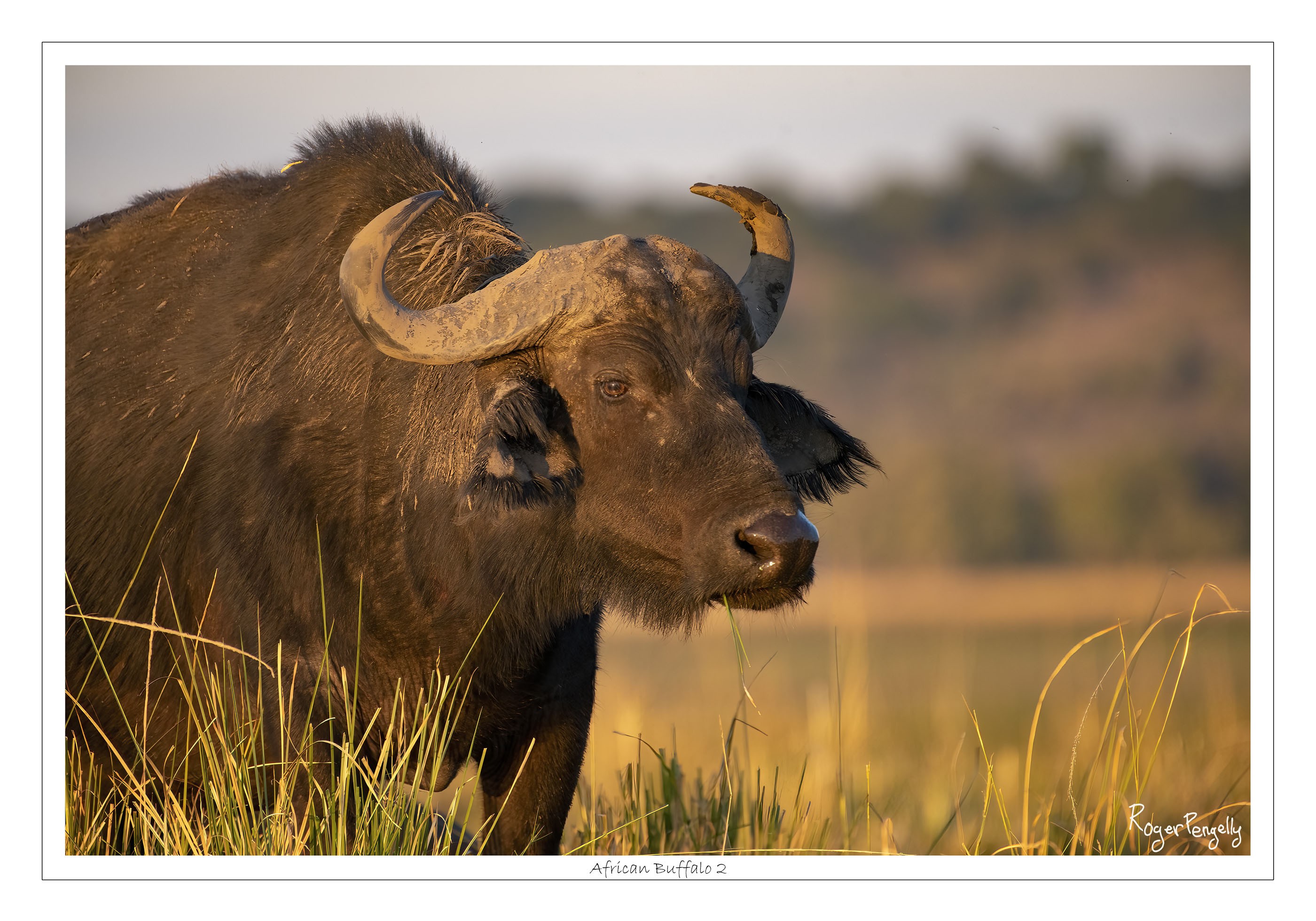 African Buffalo 2