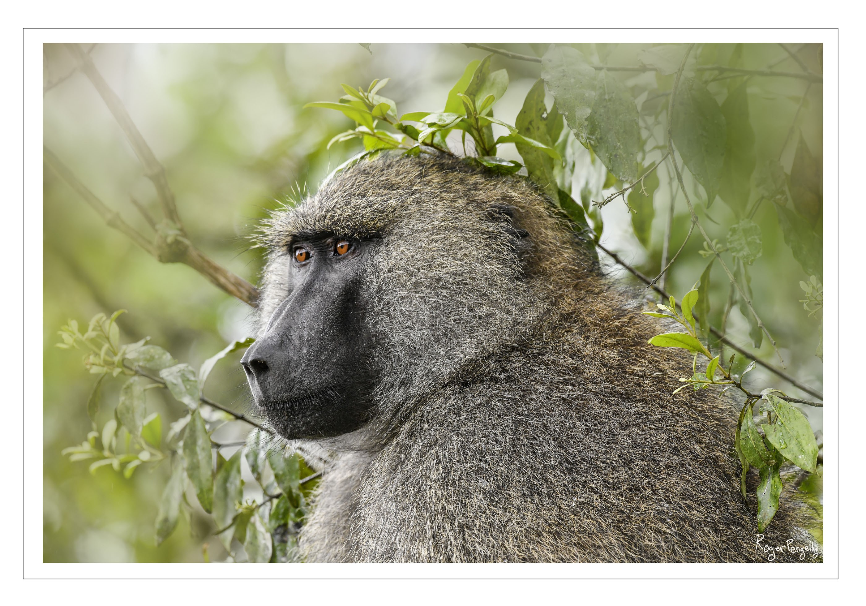 Baboon Portrait