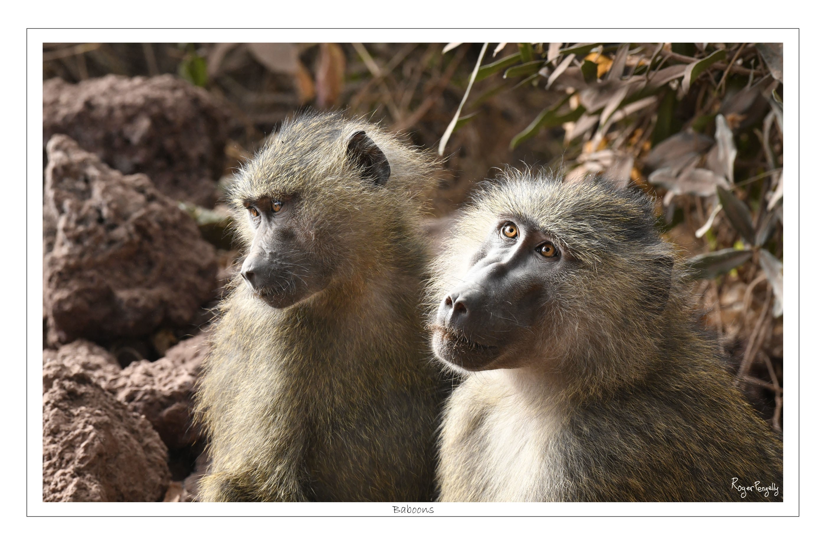 Baboons