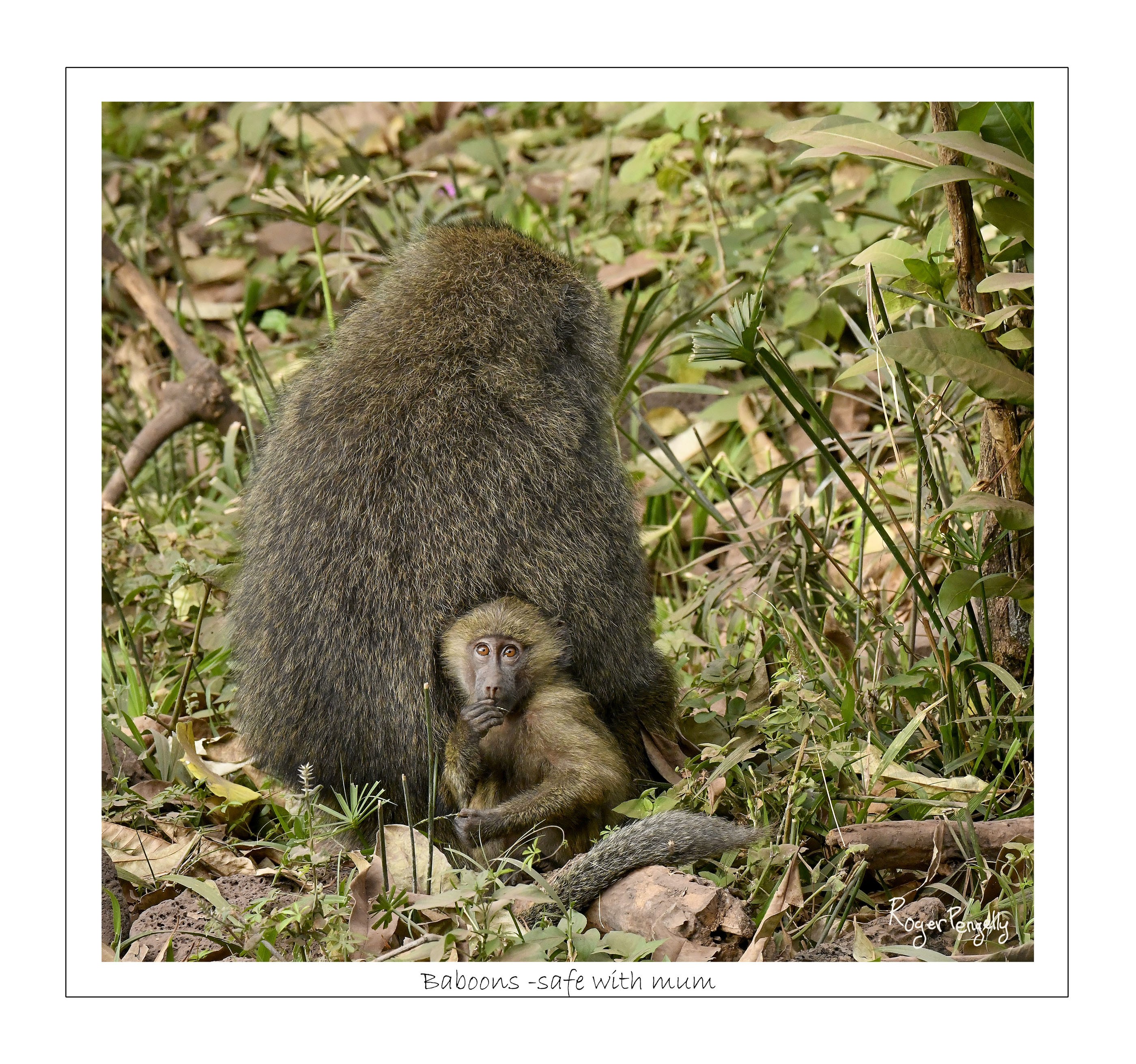 Baboons Safe with Mum