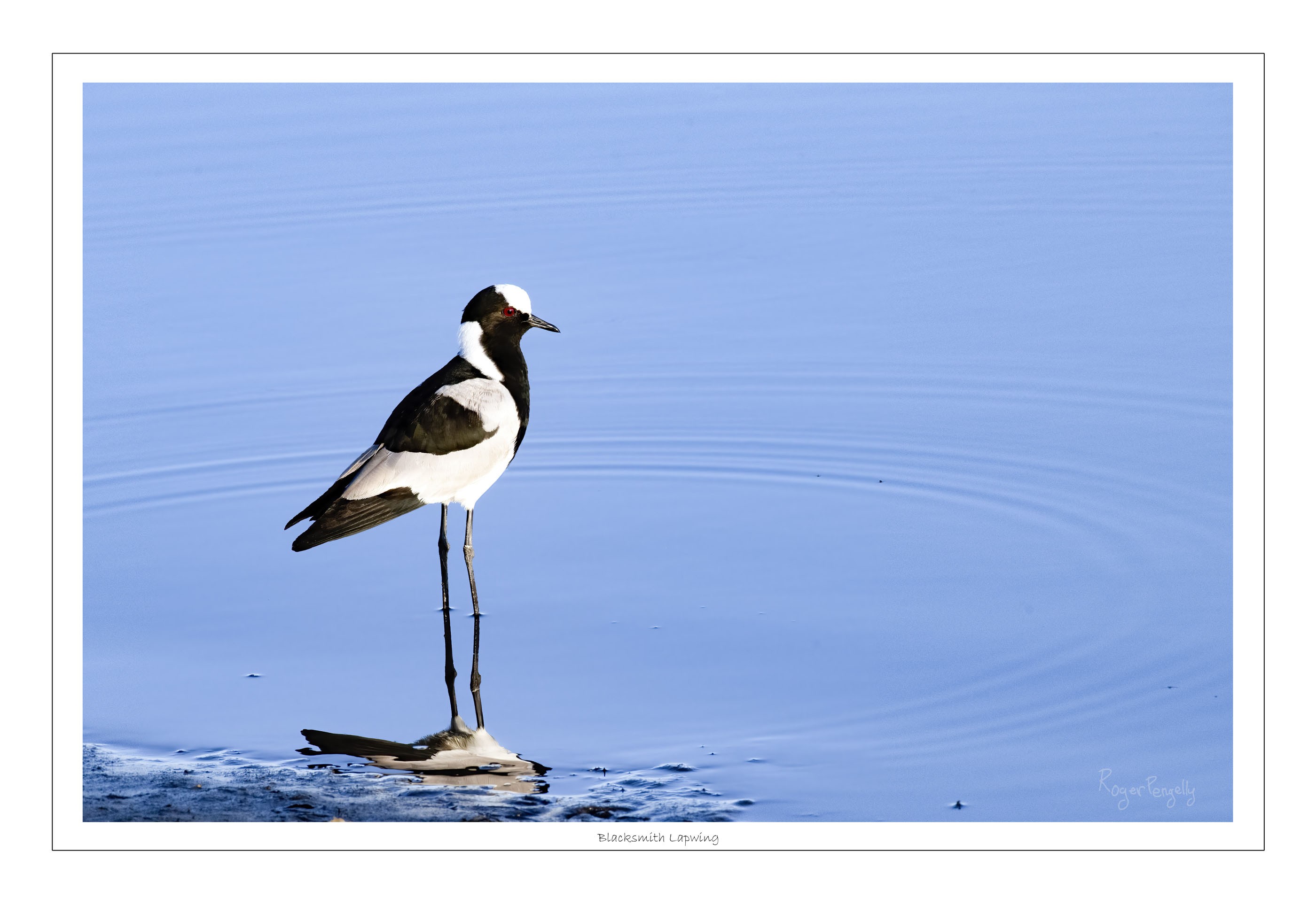 Blacksmith Lapwing