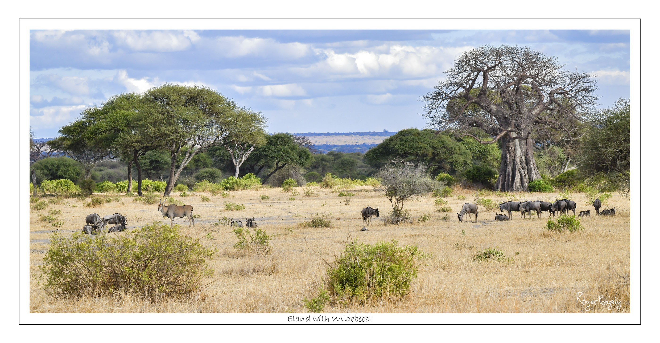 Eland with Wildebeest