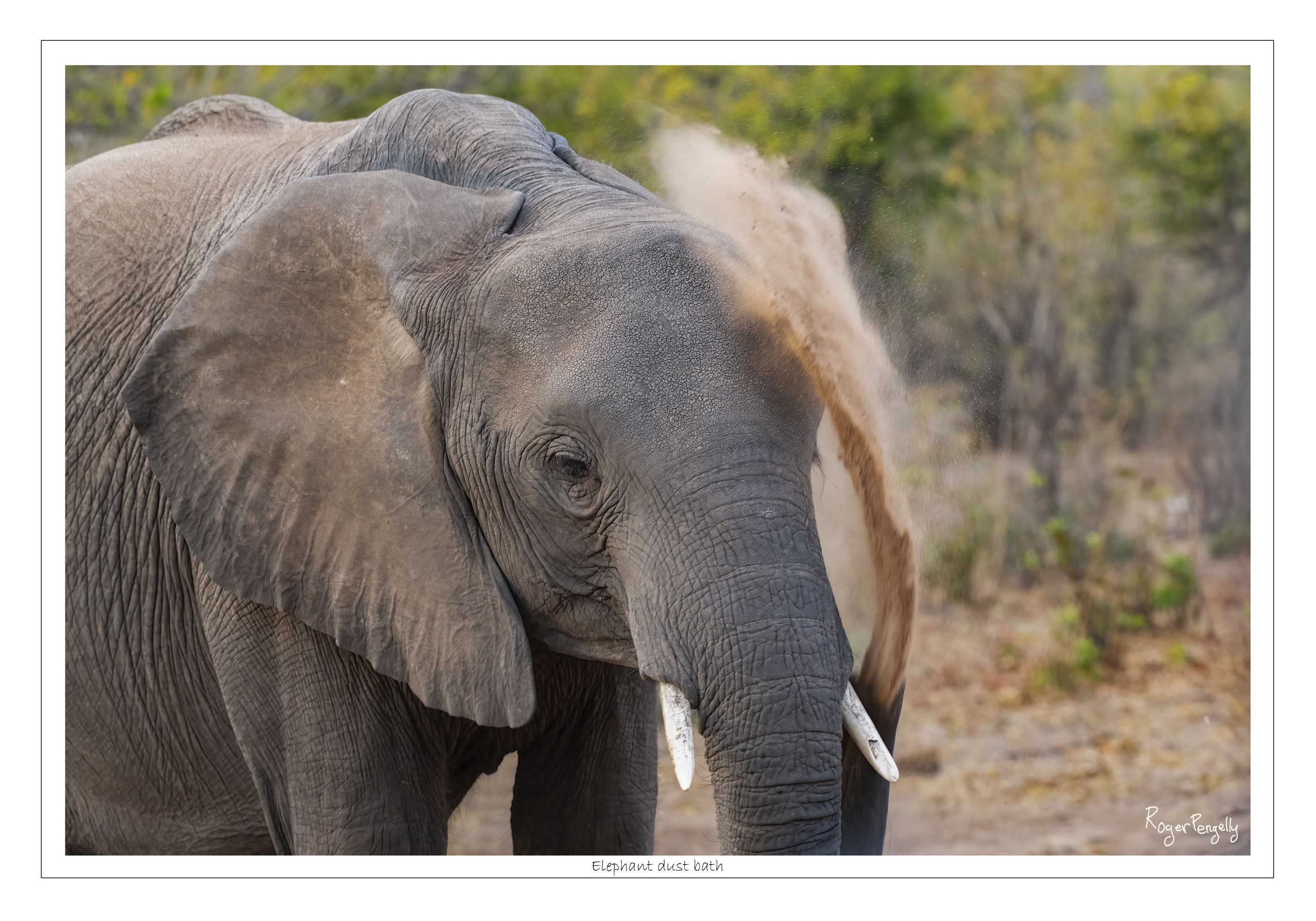 Elephant Dust Bath