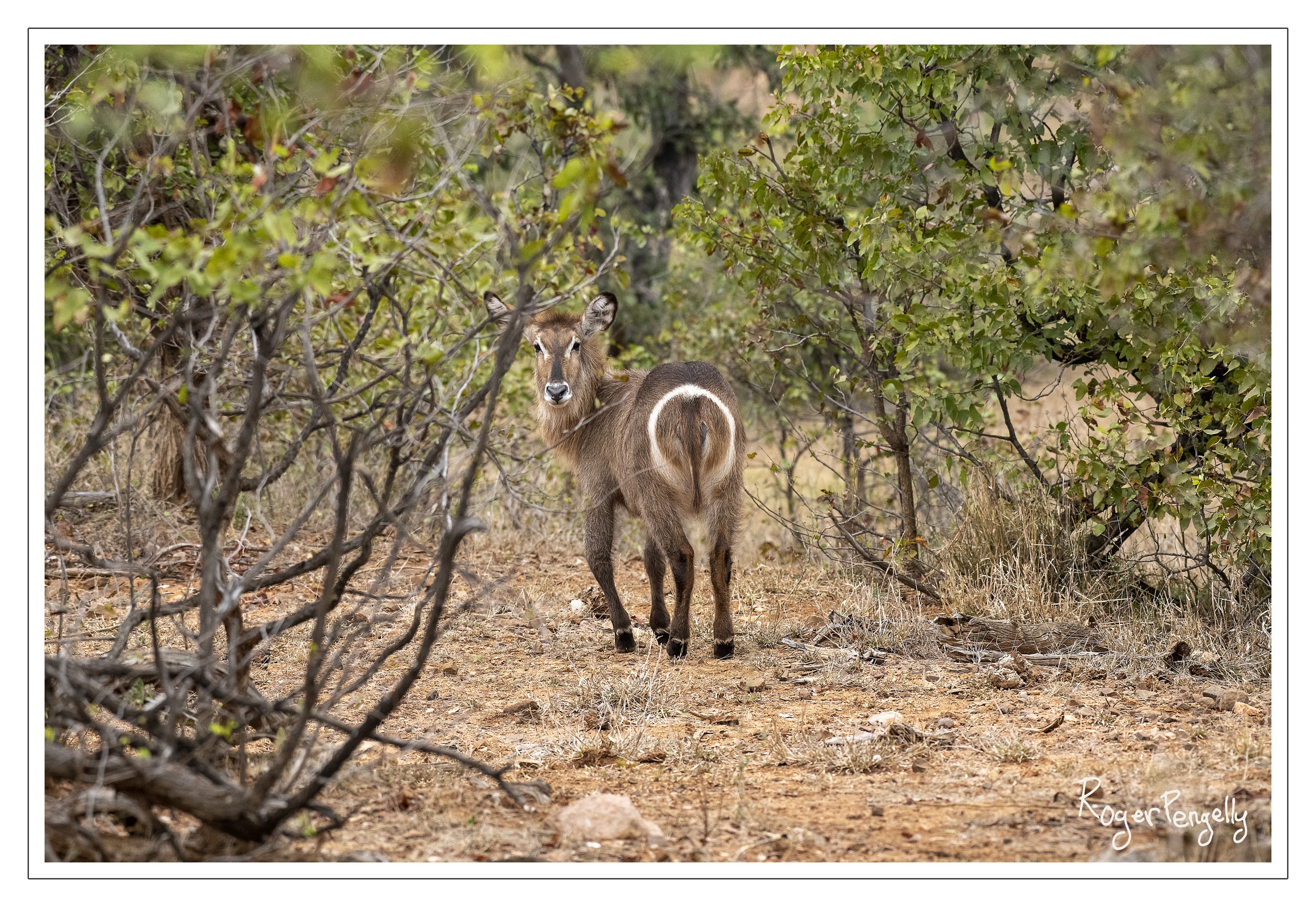 Bushbuck