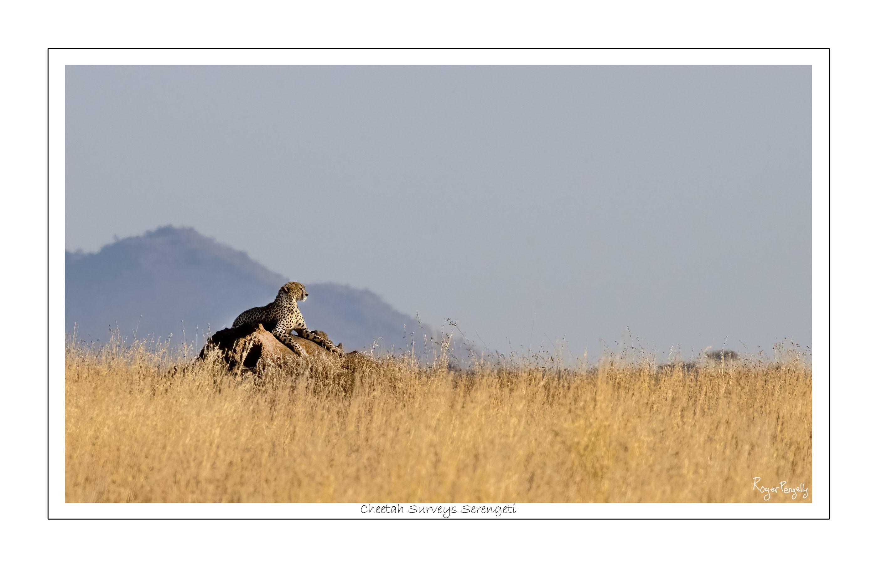 Cheetah Surveys Serengeti