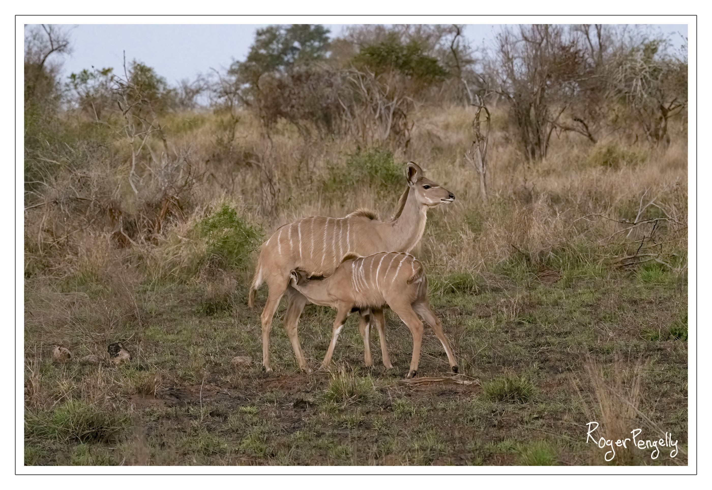 Eland Mother and Young