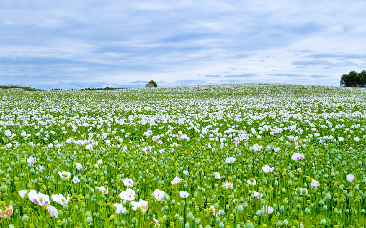 Poppy Field