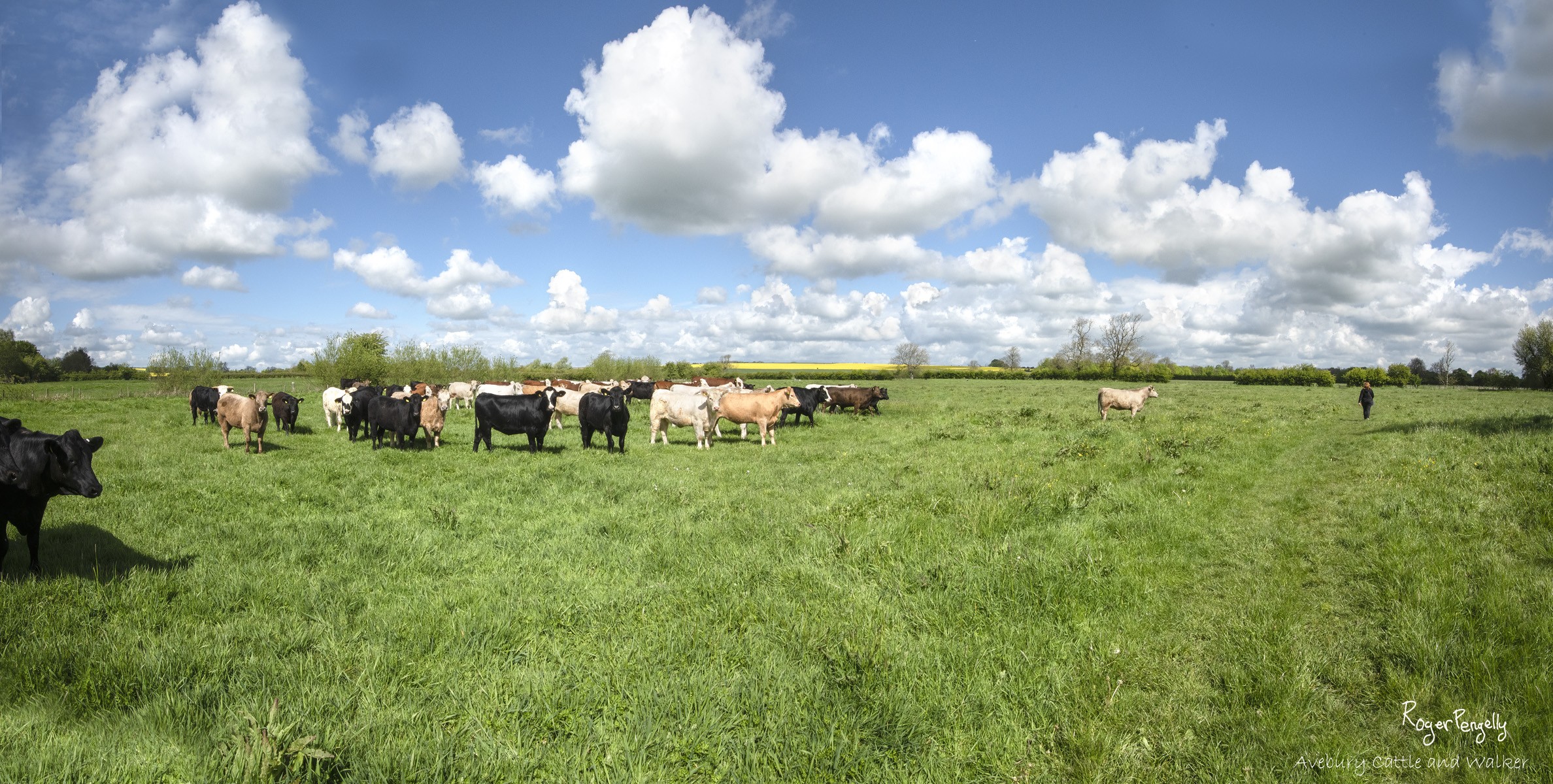 Avebery Cows and Walker