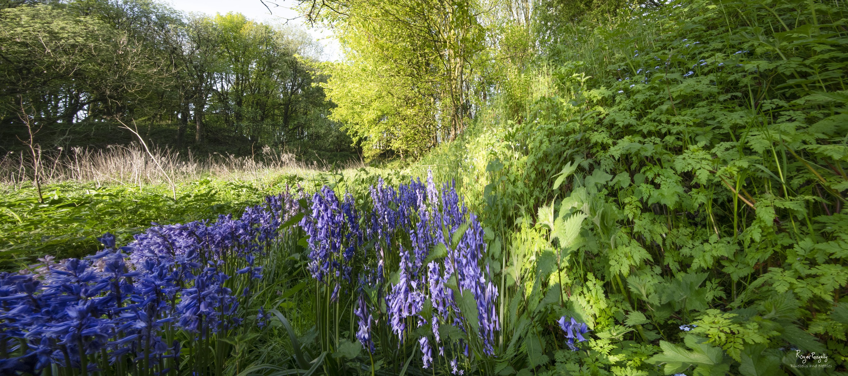 Blue Bells and Nettles