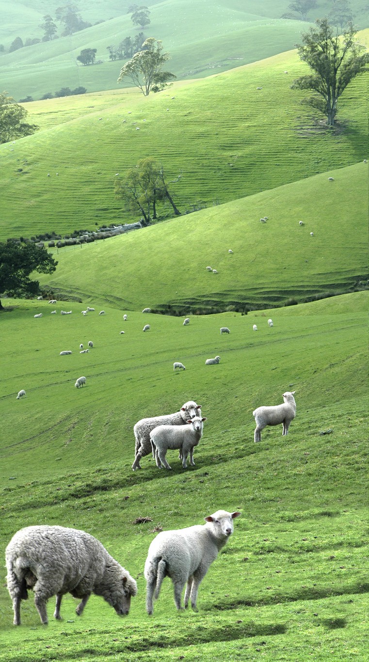 Pastoral Sheep may Graze