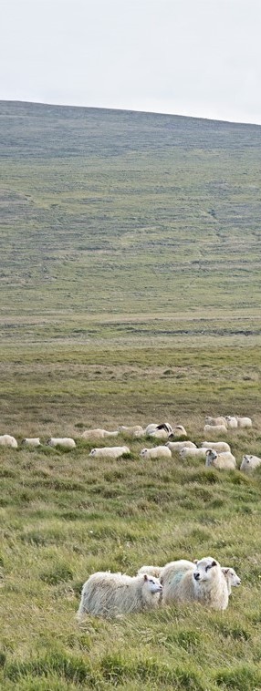 Sheep on Hill