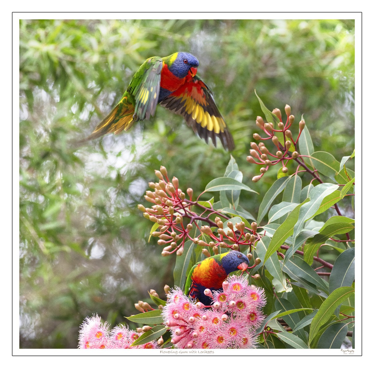 Flowering Gum with Lorikeets